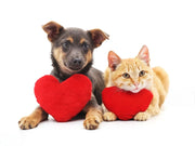 Idee per festeggiare San Valentino con il tuo pet Respet