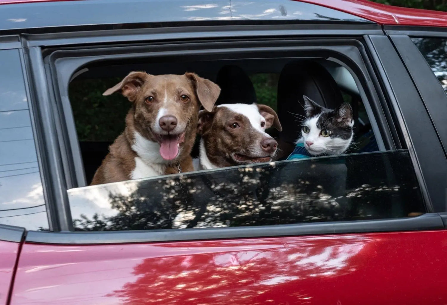 Come affrontare lunghi viaggi in auto con cani e gatti: la guida completa per un viaggio sicuro e sereno Respet