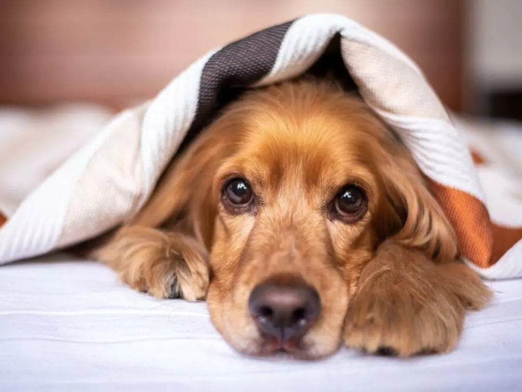 Fuochi d'Artificio: Rendi il Capodanno una Festa per Tutti, Inclusi i Nostri Amici a Quattro Zampe 🐾