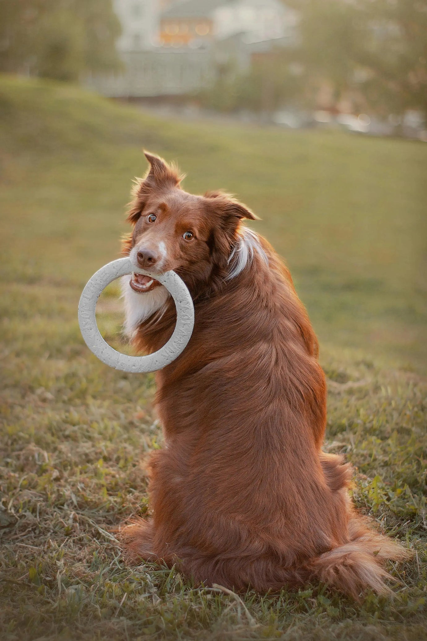 Giochi di stimolazione mentale per cani e gatti: perché sono così importanti Respet