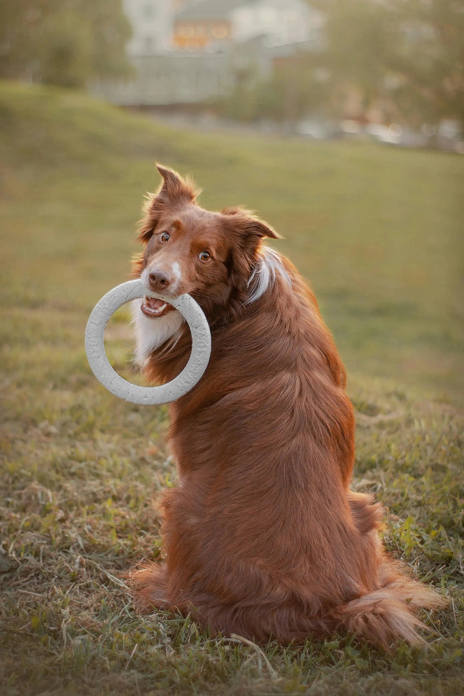 Giochi di stimolazione mentale per cani e gatti: perché sono così importanti Respet