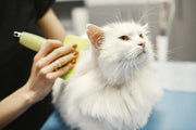 Cambio del pelo in primavera: guida completa per cani e gatti Respet