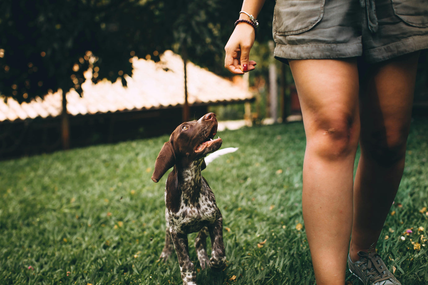 Educazione e comportamento del cane: guida completa
