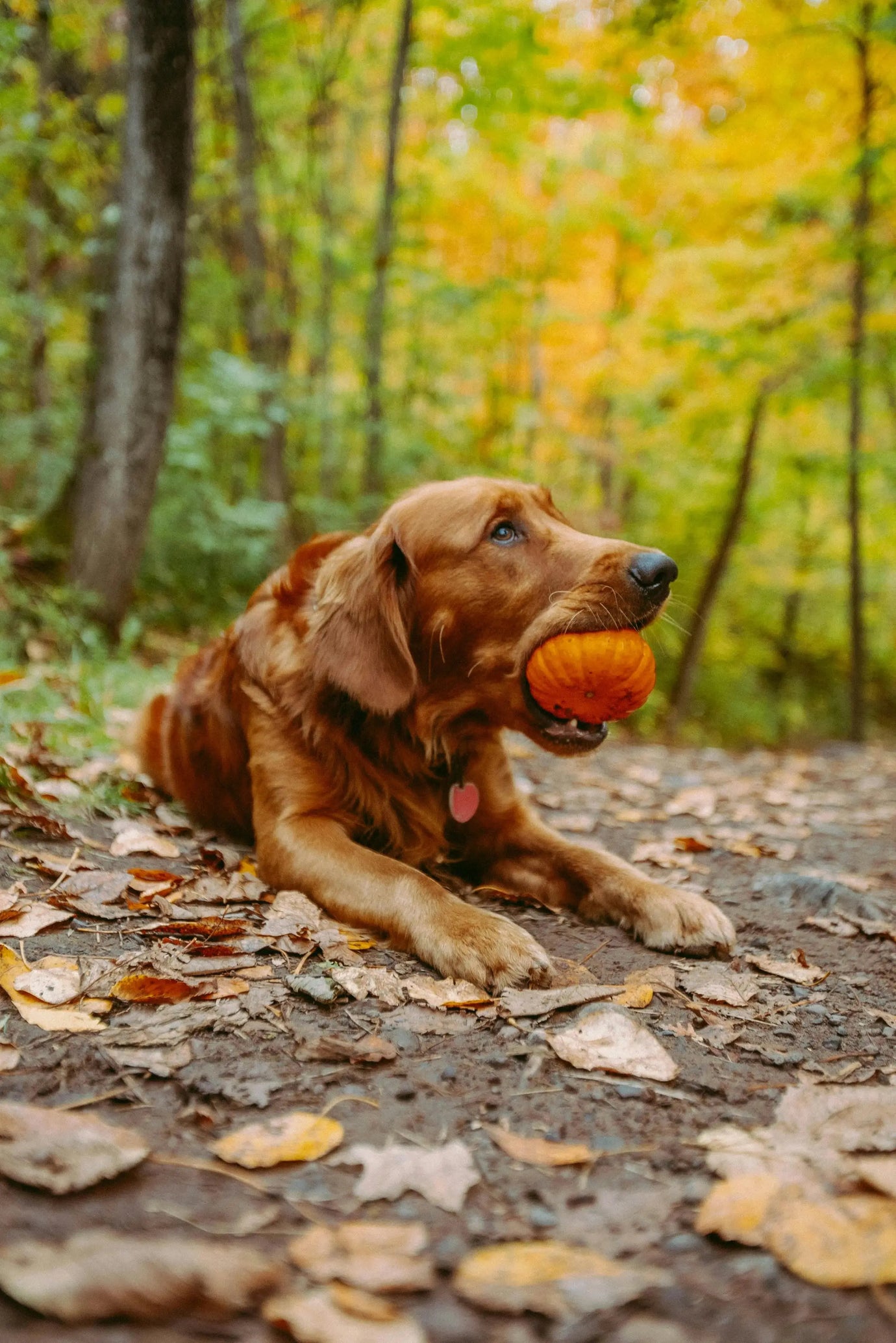 Autunno-con-cani-e-gatti-consigli-gusti-stagionali-e-coccole-calde Respet Shop