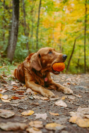Autunno-con-cani-e-gatti-consigli-gusti-stagionali-e-coccole-calde Respet Shop