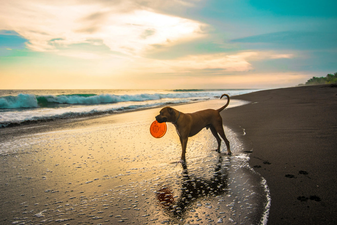 Cani-al-mare-5-regole-d-oro-per-una-giornata-perfetta Respet Shop