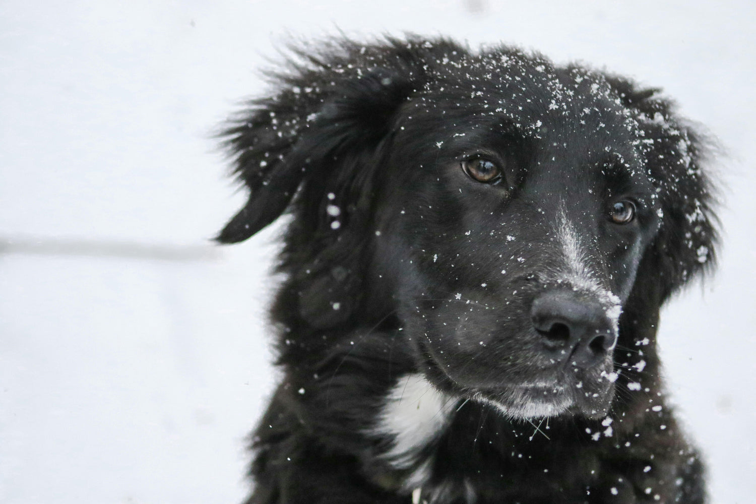 Cani e neve: cosa fare e cosa evitare per proteggerli in inverno
