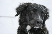 Cani e neve: cosa fare e cosa evitare per proteggerli in inverno