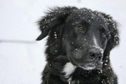 Cani e neve: cosa fare e cosa evitare per proteggerli in inverno Respet
