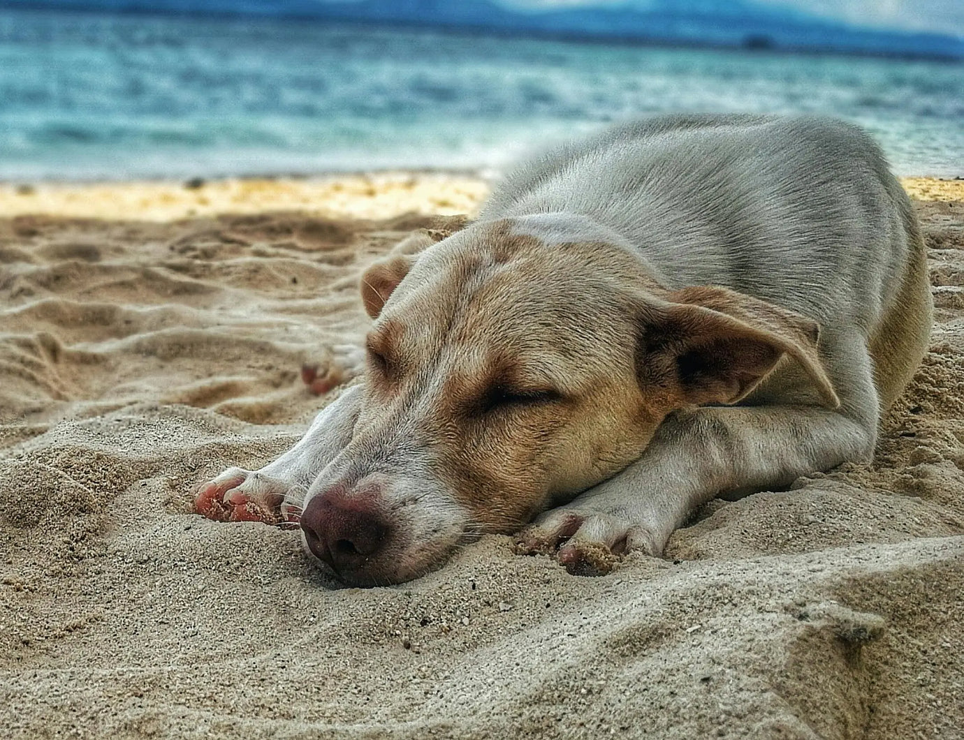 La-pausa-di-agosto-perché-fa-bene-anche-ai-nostri-animali Respet Shop