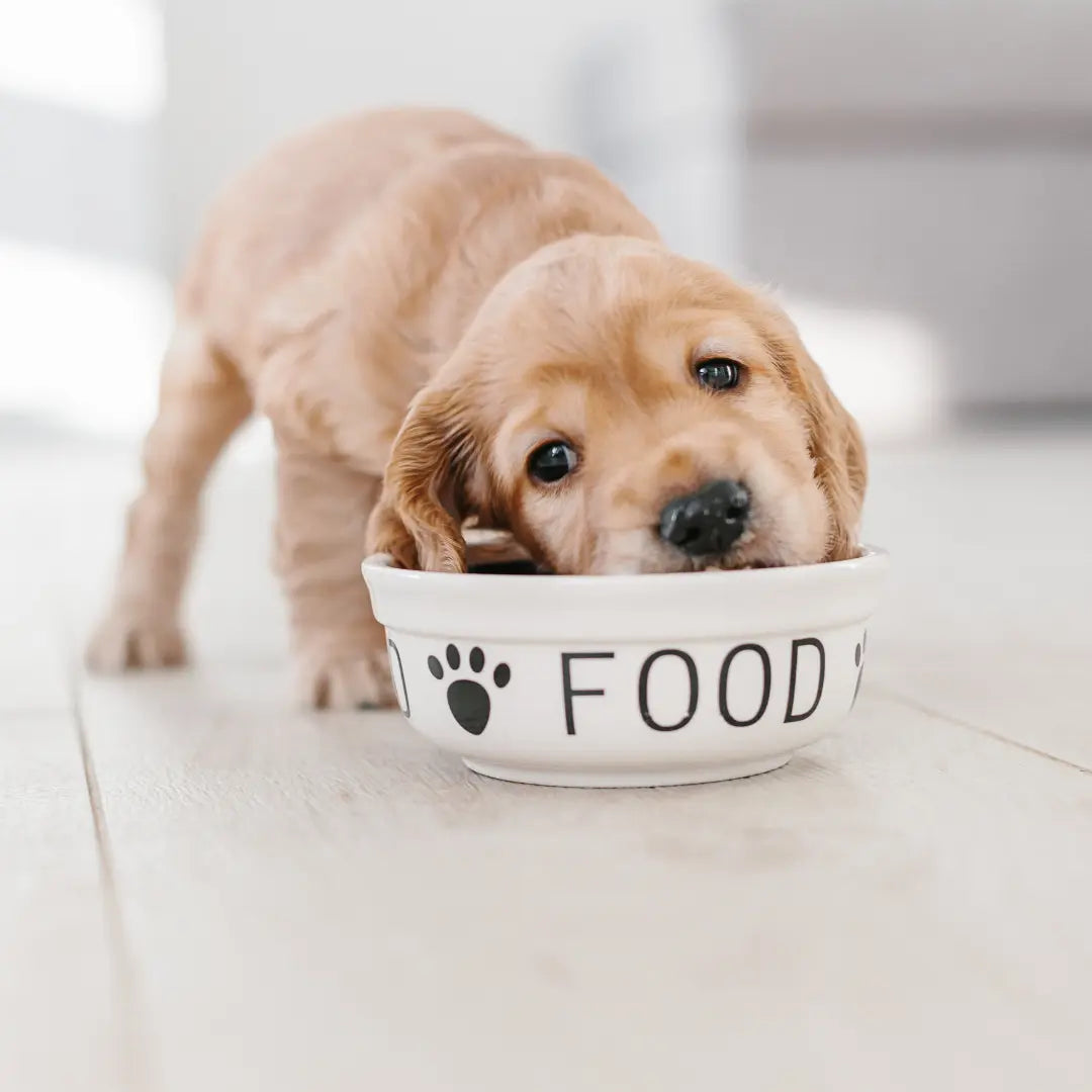 Alimentazione cuccioli