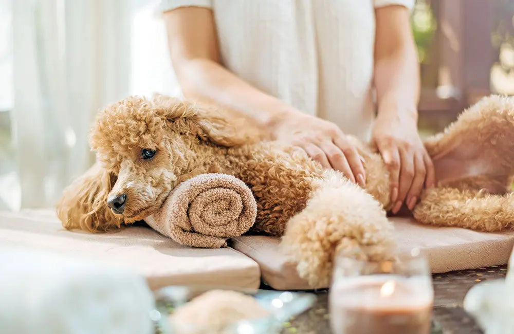 Bagnetto-Time: Scopri come per Daisy e Frida il Momento del Bagnetto è Diventato un Puro Relax