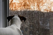 Come calmare cani e gatti durante i temporali primaverili Respet