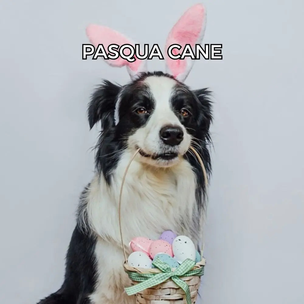 Pasqua-Cane Respet