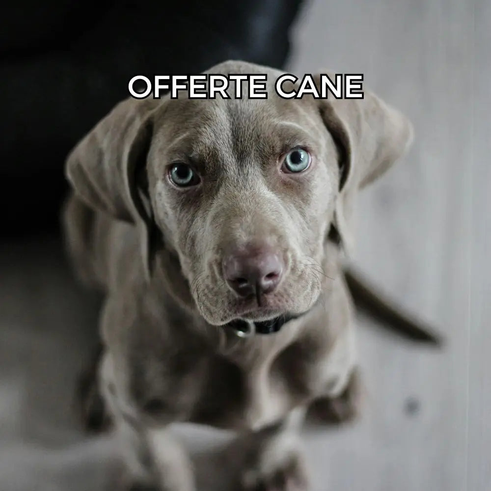 Offerte-cane Respet