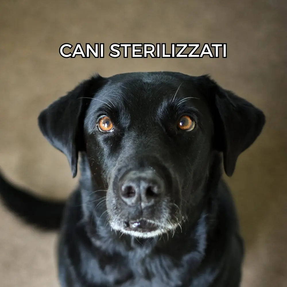 Cani-Sterilizzati Respet