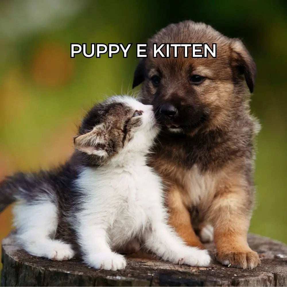 Puppy-e-kitten Respet