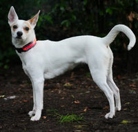 RICAMBIO LED COLLARE BIOTHANE Respet