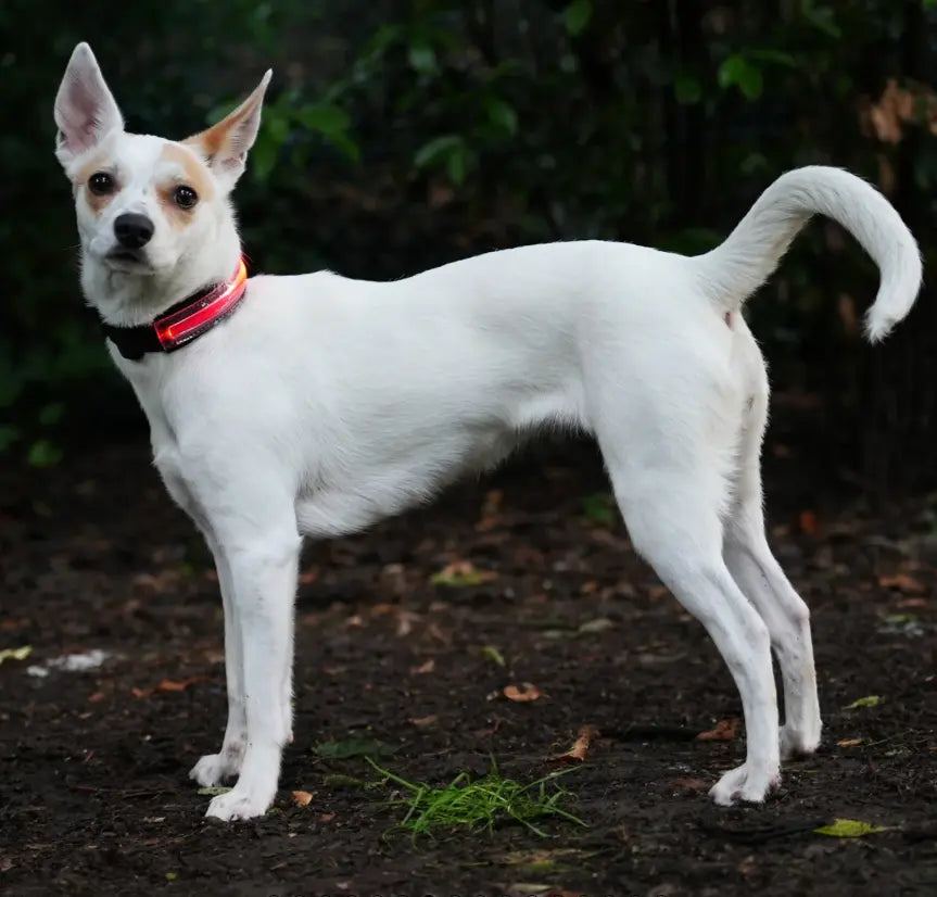 RICAMBIO LED COLLARE BIOTHANE Respet