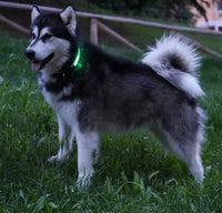 RICAMBIO LED COLLARE BIOTHANE Respet