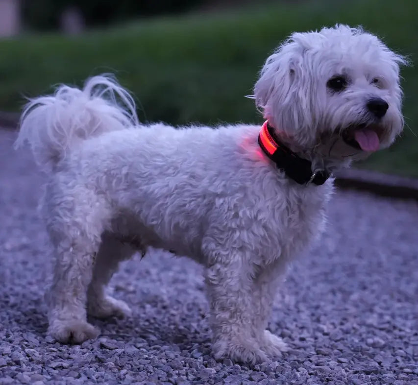 RICAMBIO LED COLLARE BIOTHANE Respet