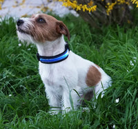 RICAMBIO LED COLLARE BIOTHANE Respet