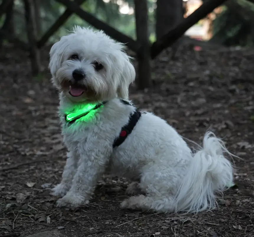 RICAMBIO LED COLLARE BIOTHANE Respet