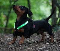 RICAMBIO LED COLLARE BIOTHANE Respet