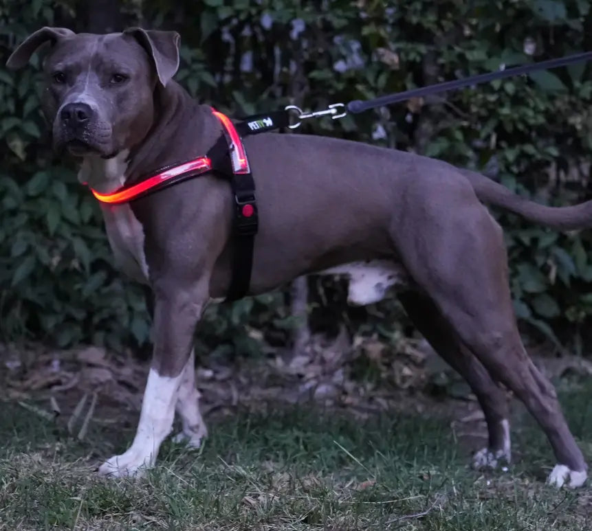 RICAMBIO LED COLLARE BIOTHANE Respet