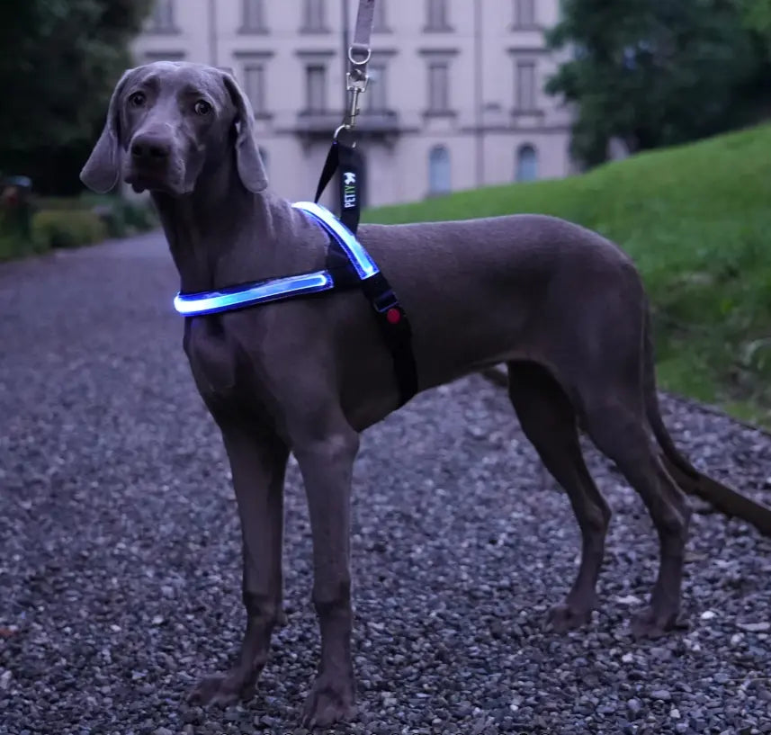 RICAMBIO LED COLLARE BIOTHANE Respet